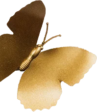 Close up gold butterfly